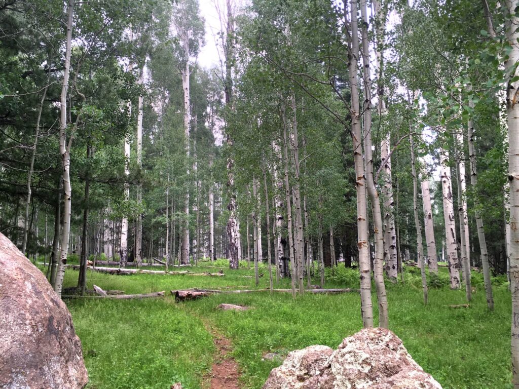 Aspen hiking trail in Coconino National Forest. A small dirt trail surrounded by aspens