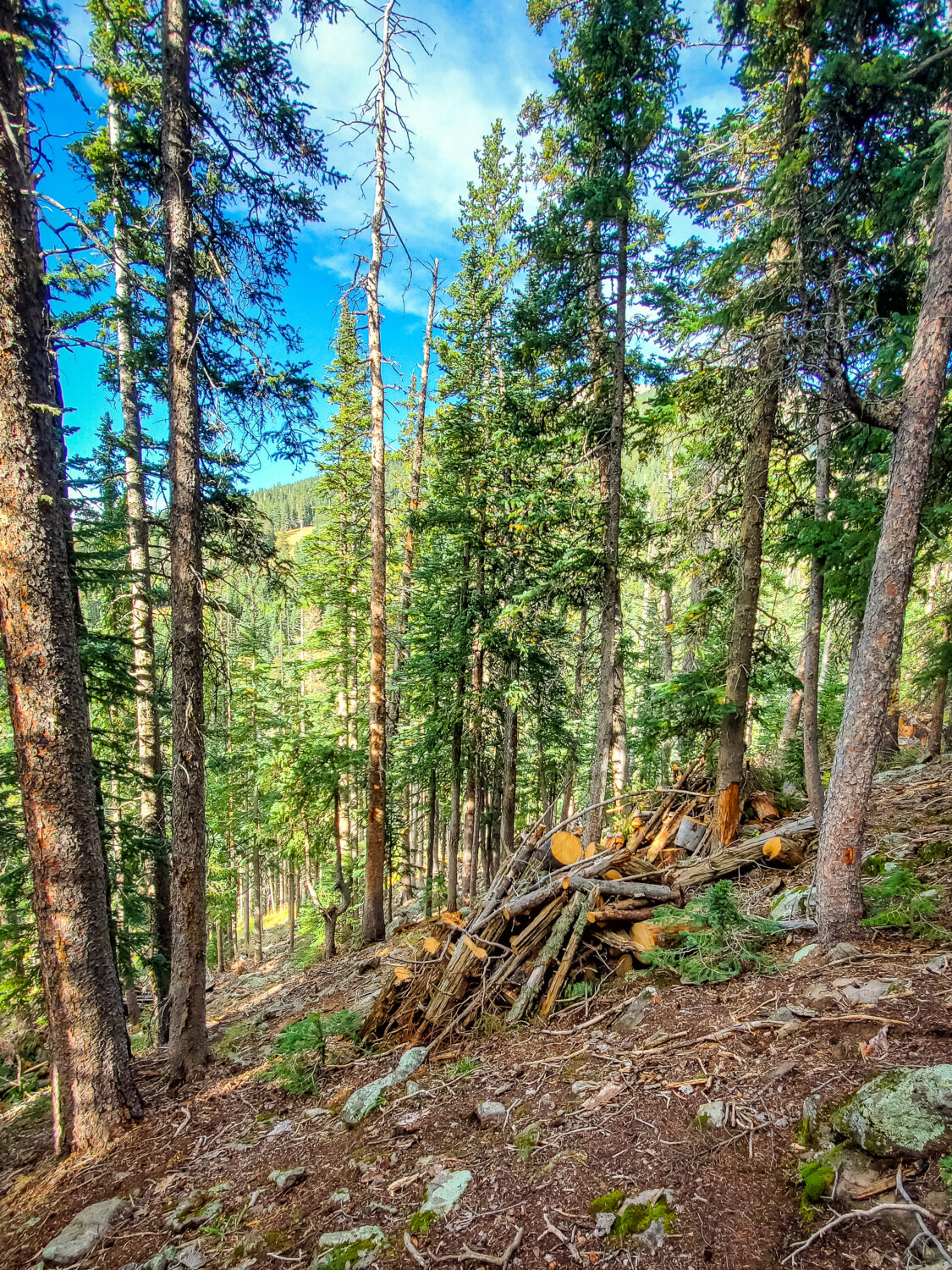 creating-healthy-forests-for-all-to-enjoy-arizona-snowbowl