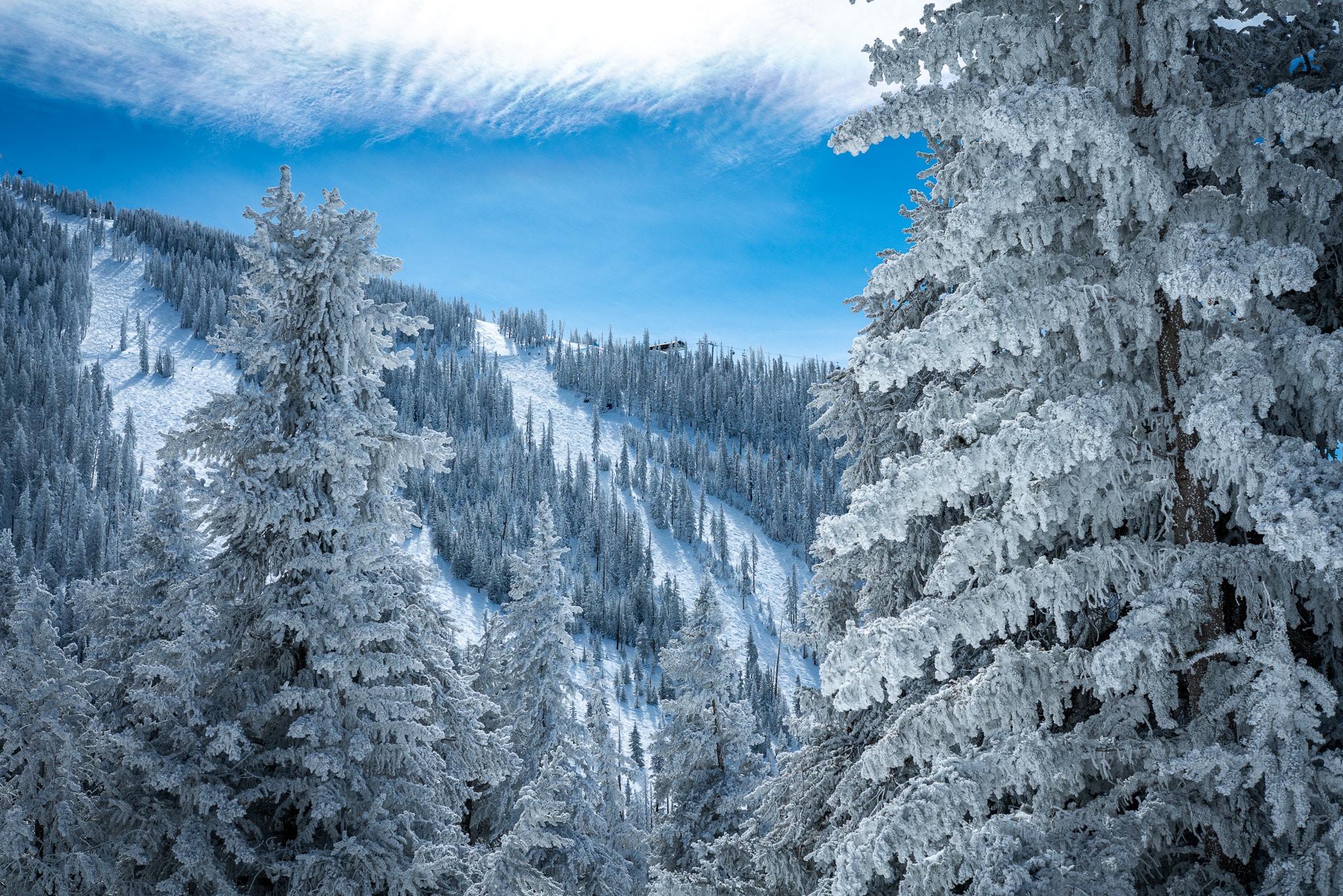 Scenic Powder Photo at Arizona Snowbowl