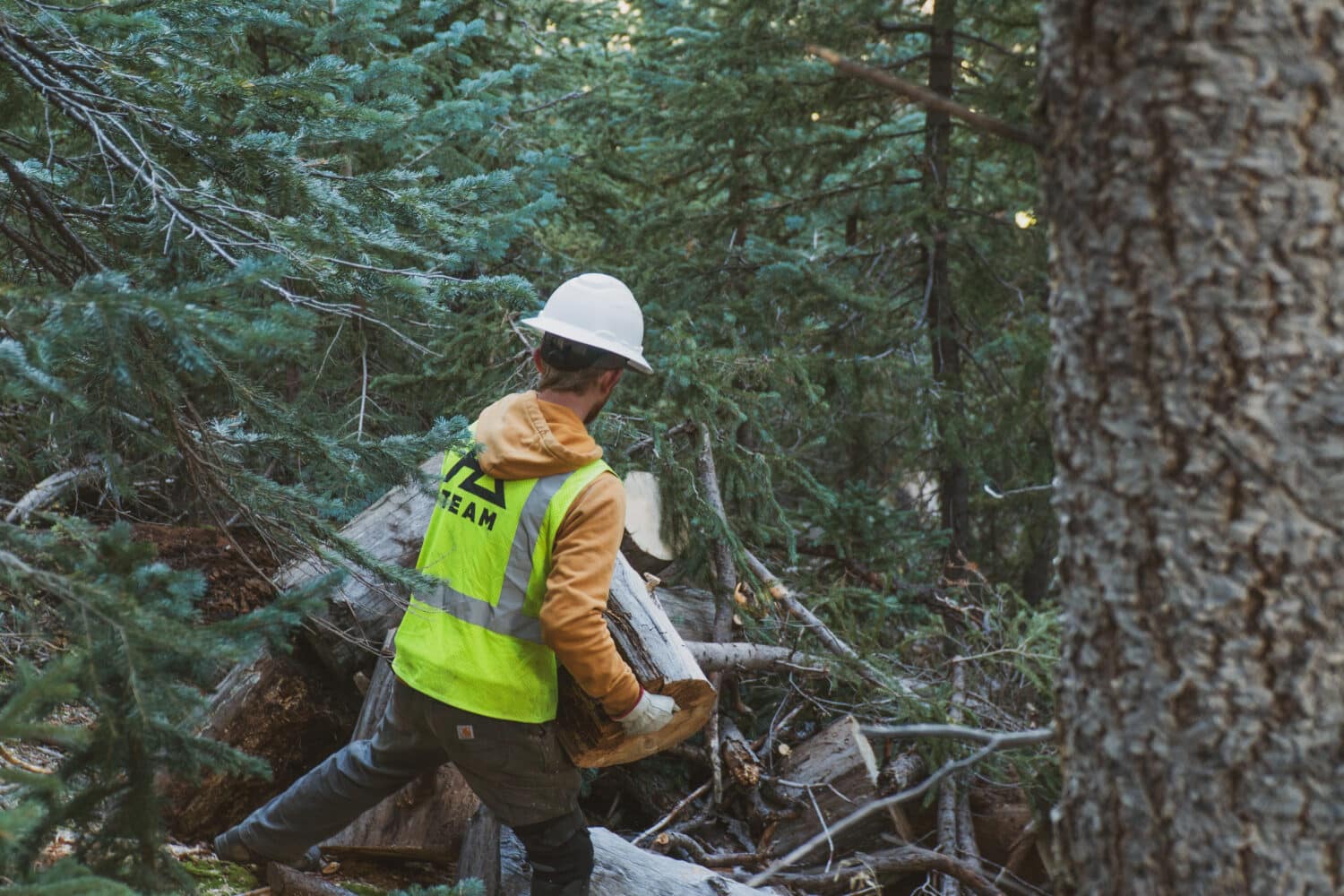 Snowbowl trail crew removing dead and downed trees.