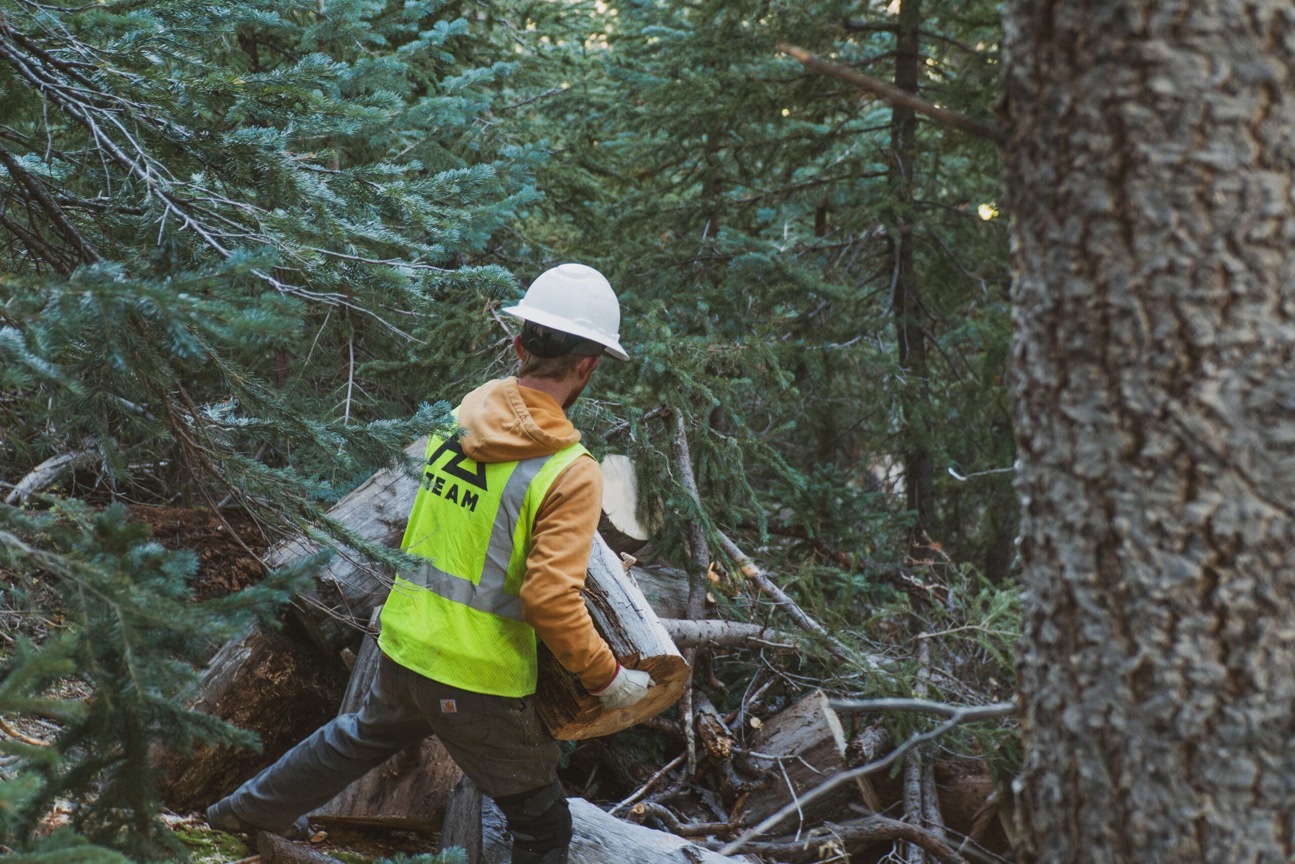 Snowbowl trail crew removing dead and downed trees.