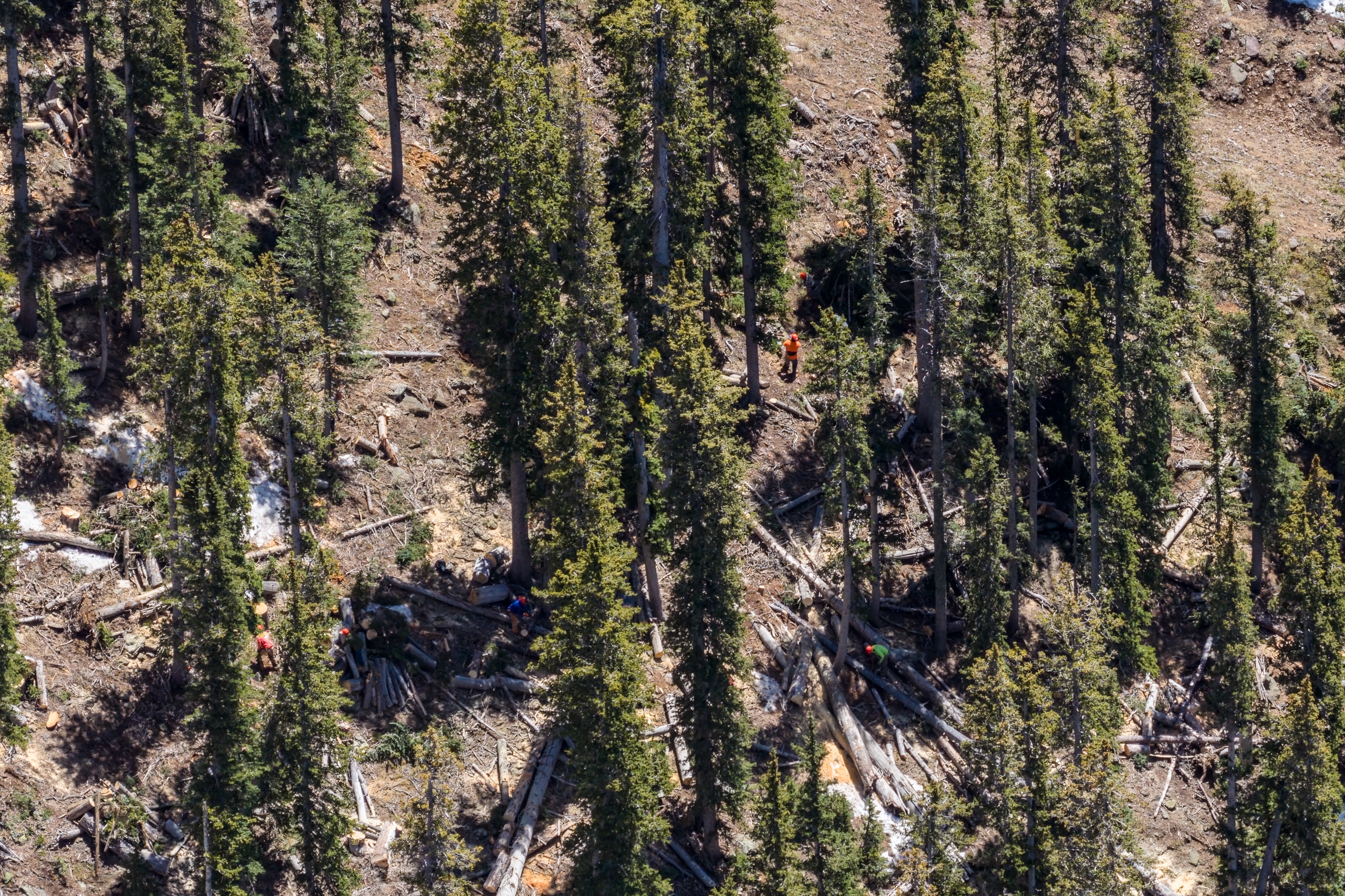 Aerial view of workers removing dead and downed trees in the glades of Snowbowl