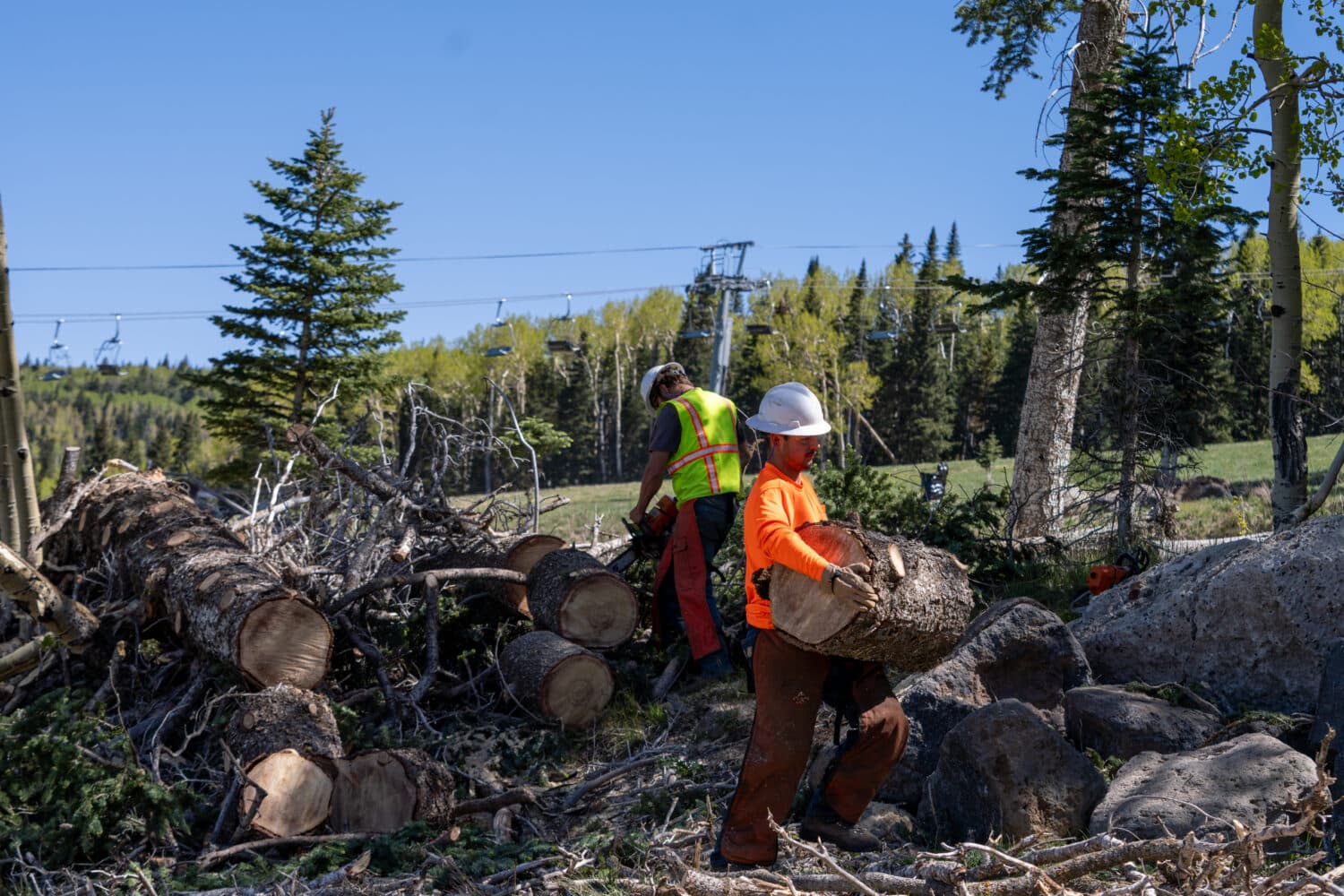 Two people removing dead and downed trees at Snowbowl