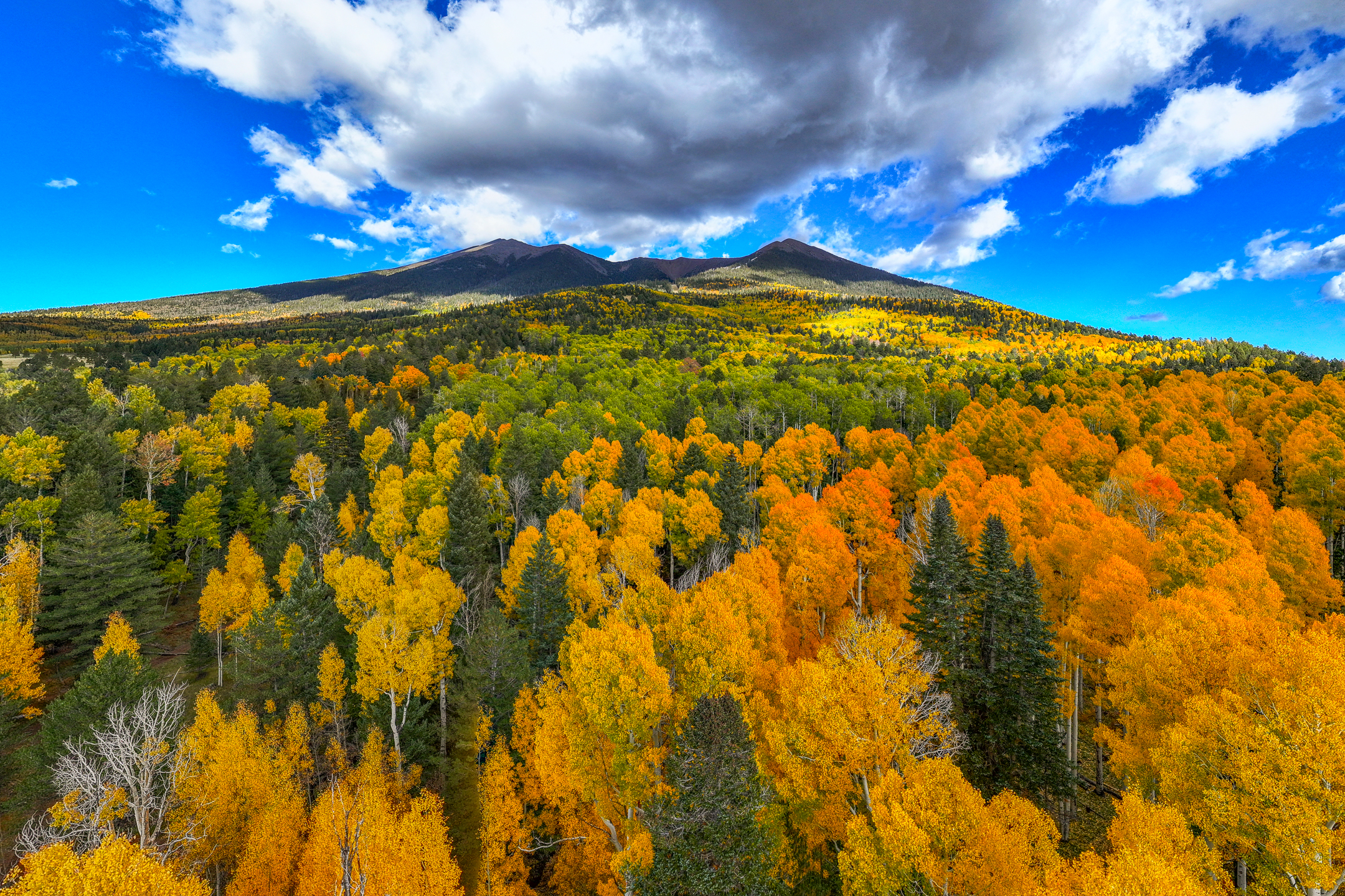 Scenic fall photo of Aspen trees at the bottom of Snowbowl